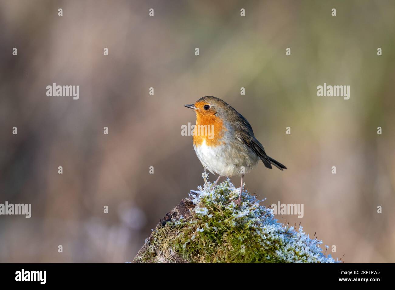 A European Robin (Erithacus rubecula) perched on a frosty, moss covered log with a blurred background. Stock Photo