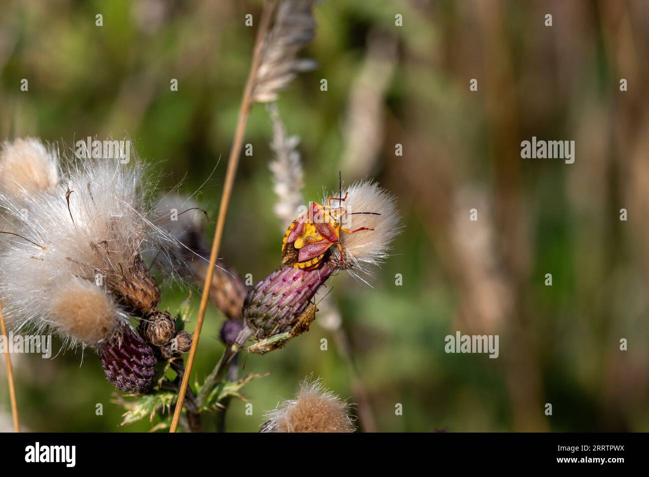 A Shield bug (Carpocoris purpureipennis) on a thistle flower. Stock Photo