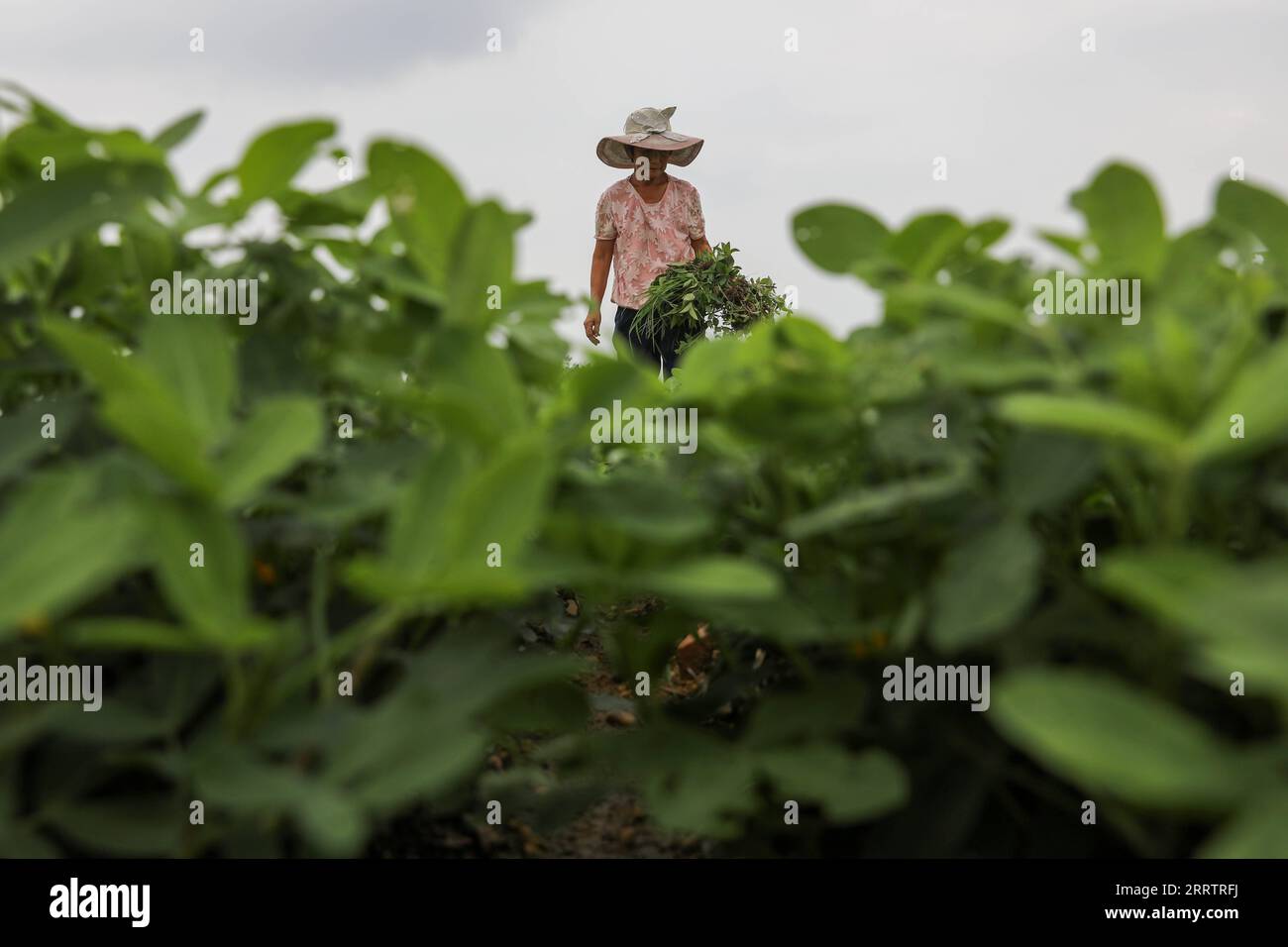 230808 -- BEIJING, Aug. 8, 2023 -- A farmer weeds a peanut field in  Zhangbaqiao Township of Baofeng County, central China s Henan Province,  Aug. 7, 2023. Tuesday marks Liqiu , or