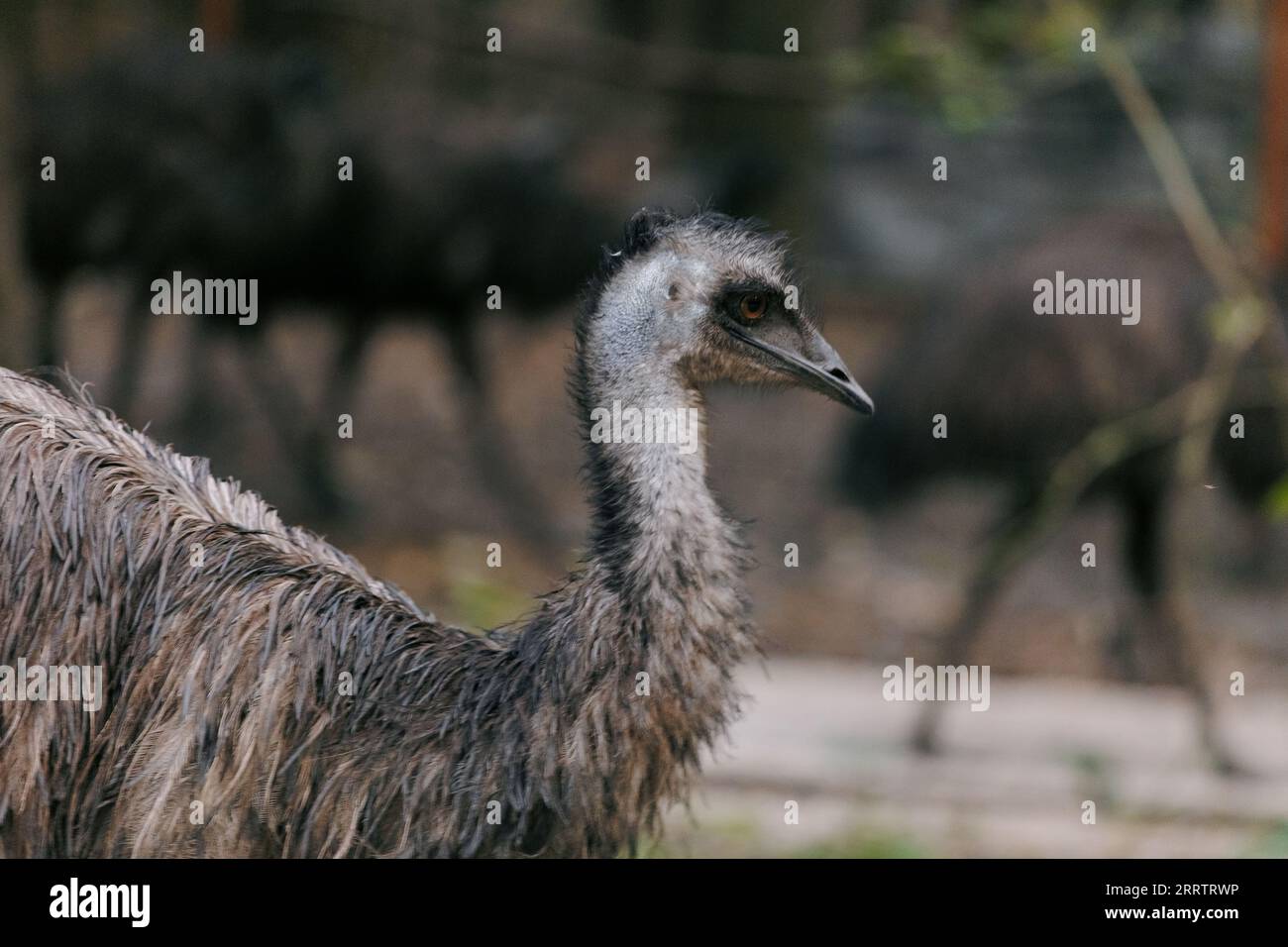 Close-up and side view to australian emu ostrich. Wild animal in wildlife reserve. Flightless birds. Stock Photo