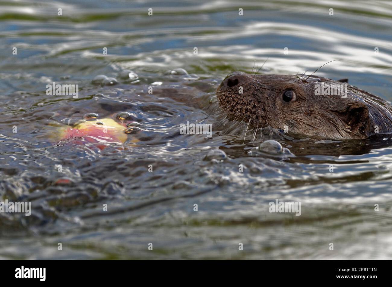 Eurasian Otter (Lutra lutra) Juvenile playing and holding  apple Stock Photo