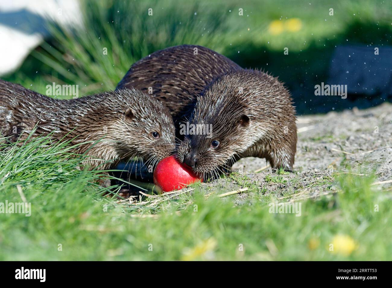 Eurasian Otter (Lutra lutra) Juvenile playing and holding apple Stock