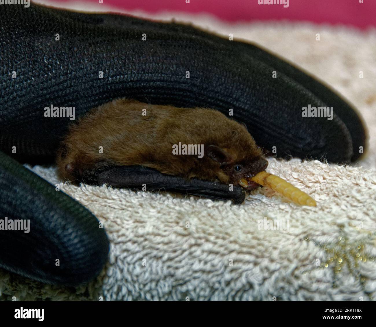 Pipistrelle Bat (Pipistrellus pipistrellus) Juvenile being hand fed mealworm. Stock Photo