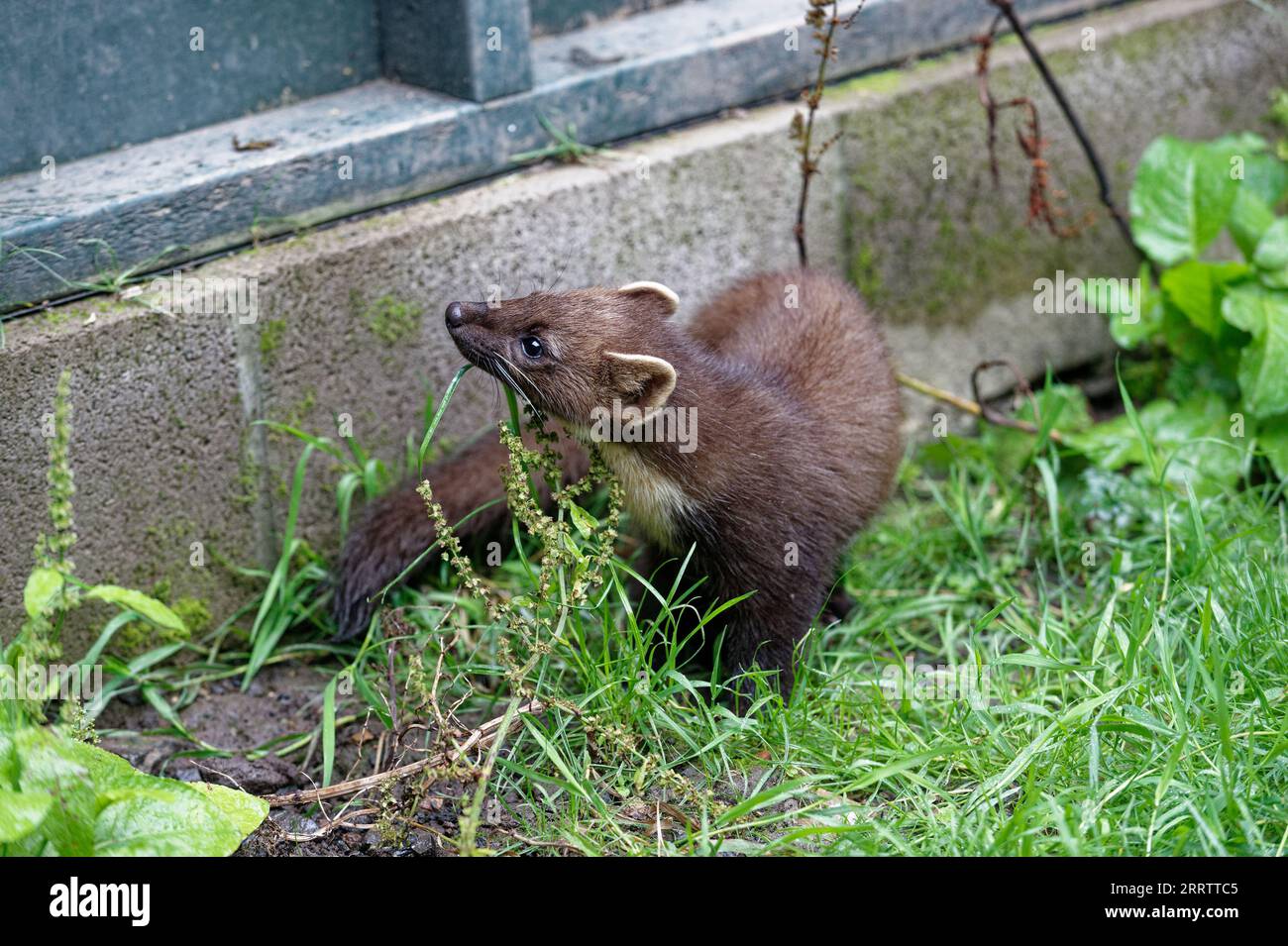 Weasel (Mustela nivalis) Orphan, abandoned kit in hand. Stock Photo