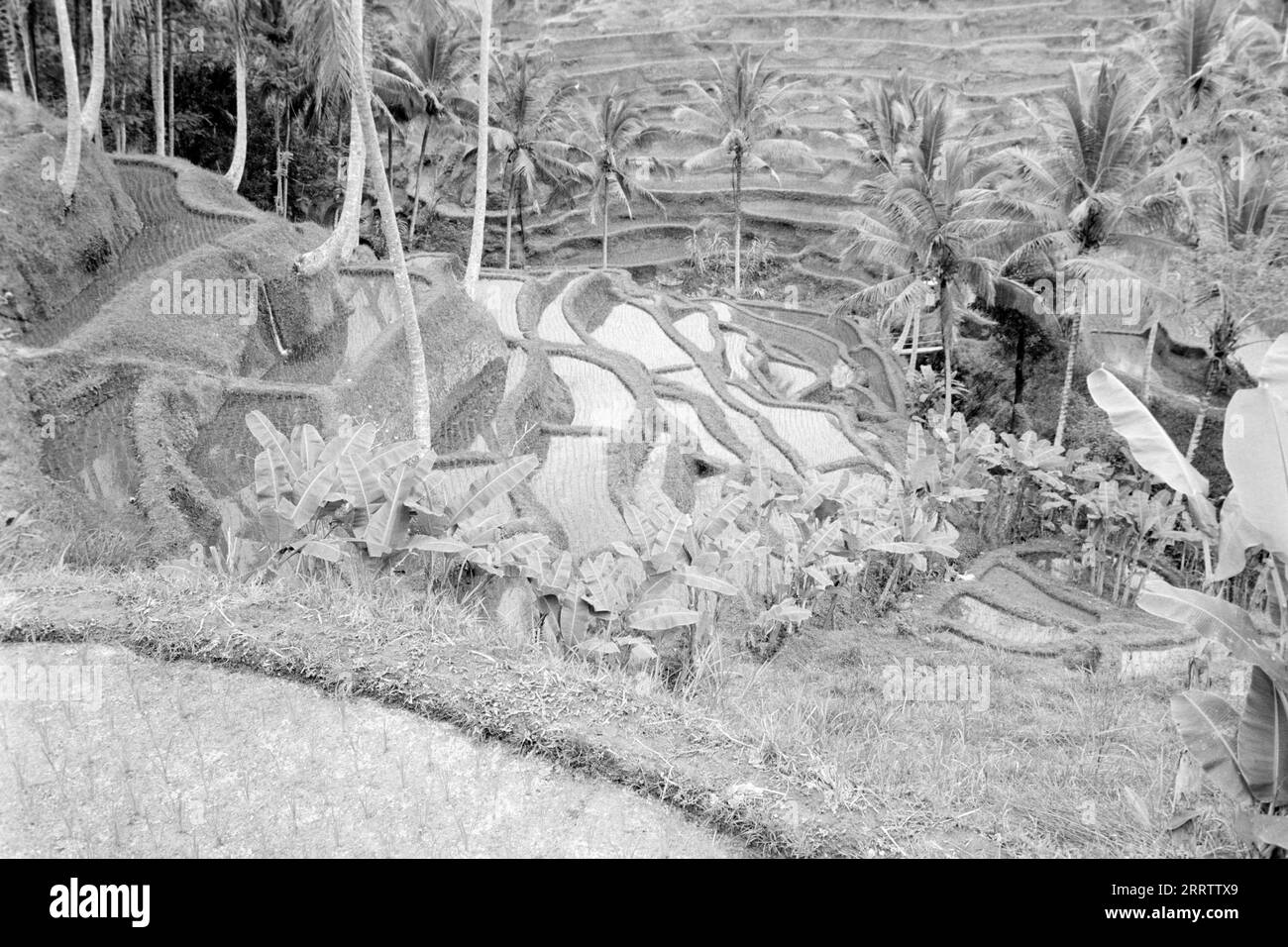 Padi rice fields in Balinese landscape Stock Photo Alamy