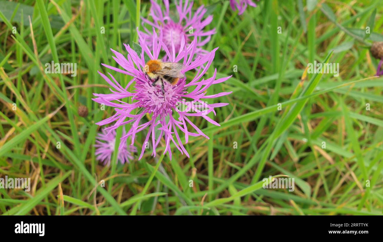 Bumblebees are plant pollinators, feeding on nectar and pollen from ...