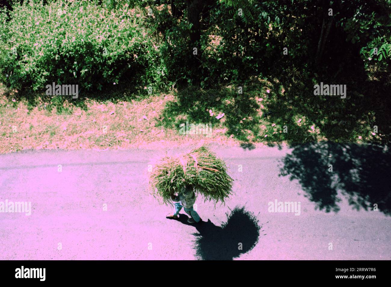 Top down shot of a farmer carrying a bundle of cut grass on his head in afternoon sunshine Stock Photo