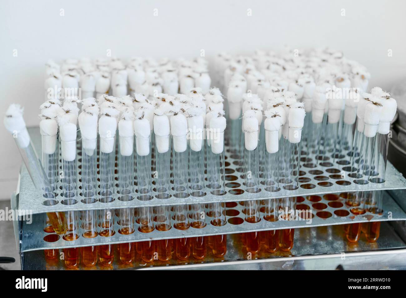Test tubes with bacteriological cultures installed in tripod Stock Photo
