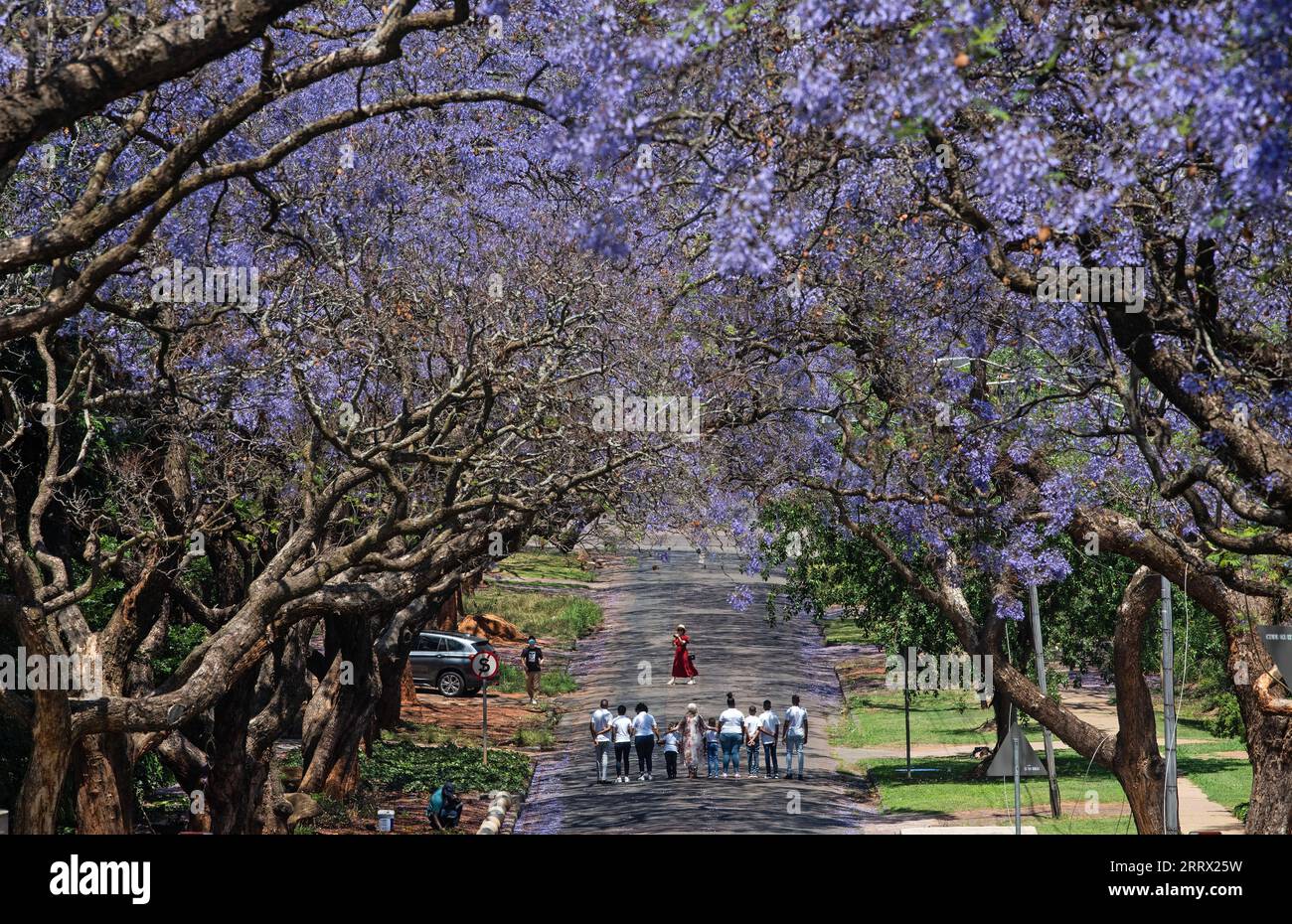 230818 -- PRETORIA, Aug. 18, 2023 -- People walk under the jacaranda trees in Pretoria, South Africa on Oct. 17, 2020. South Africa, to hold the 15th BRICS summit this month, is the southernmost country in Africa. It is the only country in the world with three capitals, with Pretoria as its administrative capital, Cape Town as its legislative capital and Bloemfontein the judicial capital. Other major cities include Johannesburg and Durban. South Africa has a pleasant climate and famous tourist destinations such as Cape of Good Hope, Kruger National Park and the Table Mountain, attracting a lar Stock Photo