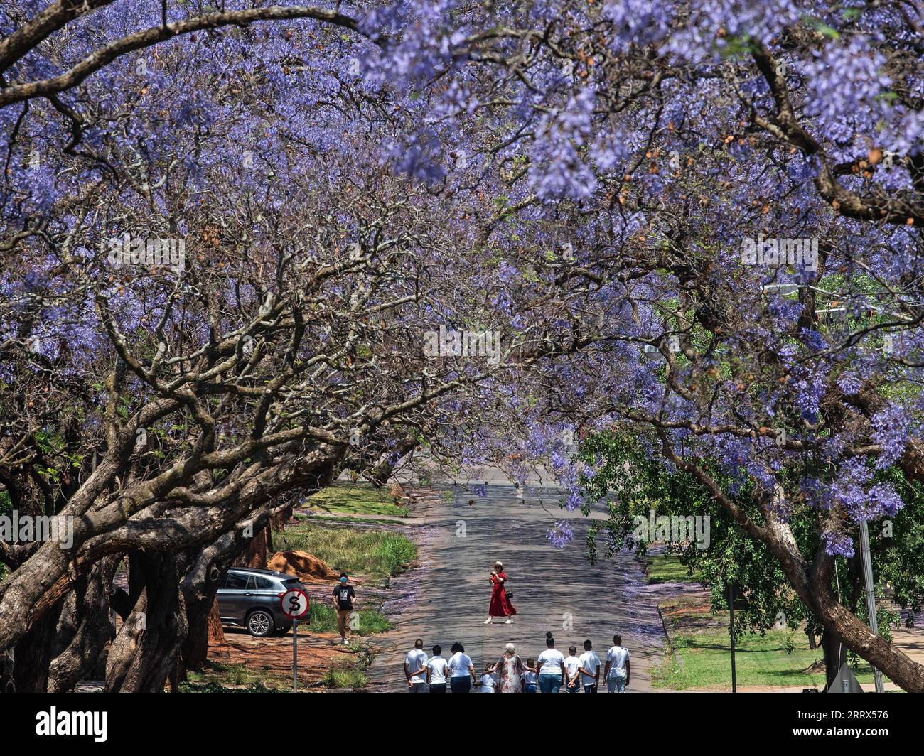 230818 -- PRETORIA, Aug. 18, 2023 -- People walk under the jacaranda trees in Pretoria, South Africa on Oct. 17, 2020. South Africa, to hold the 15th BRICS summit this month, is the southernmost country in Africa. It is the only country in the world with three capitals, with Pretoria as its administrative capital, Cape Town as its legislative capital and Bloemfontein the judicial capital. Other major cities include Johannesburg and Durban. South Africa has a pleasant climate and famous tourist destinations such as Cape of Good Hope, Kruger National Park and the Table Mountain, attracting a lar Stock Photo