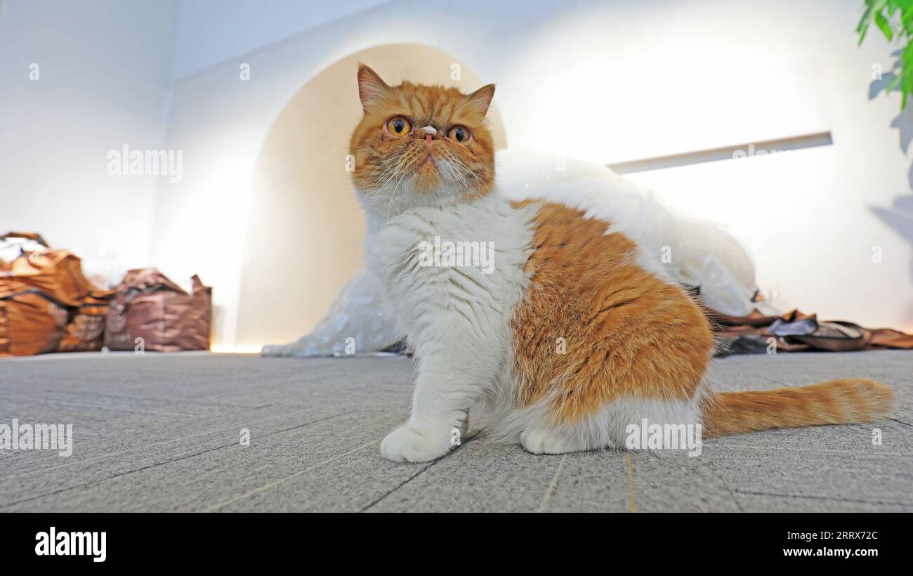 Beautiful Garfield The lovely Garfield is indoors Stock Photo - Alamy