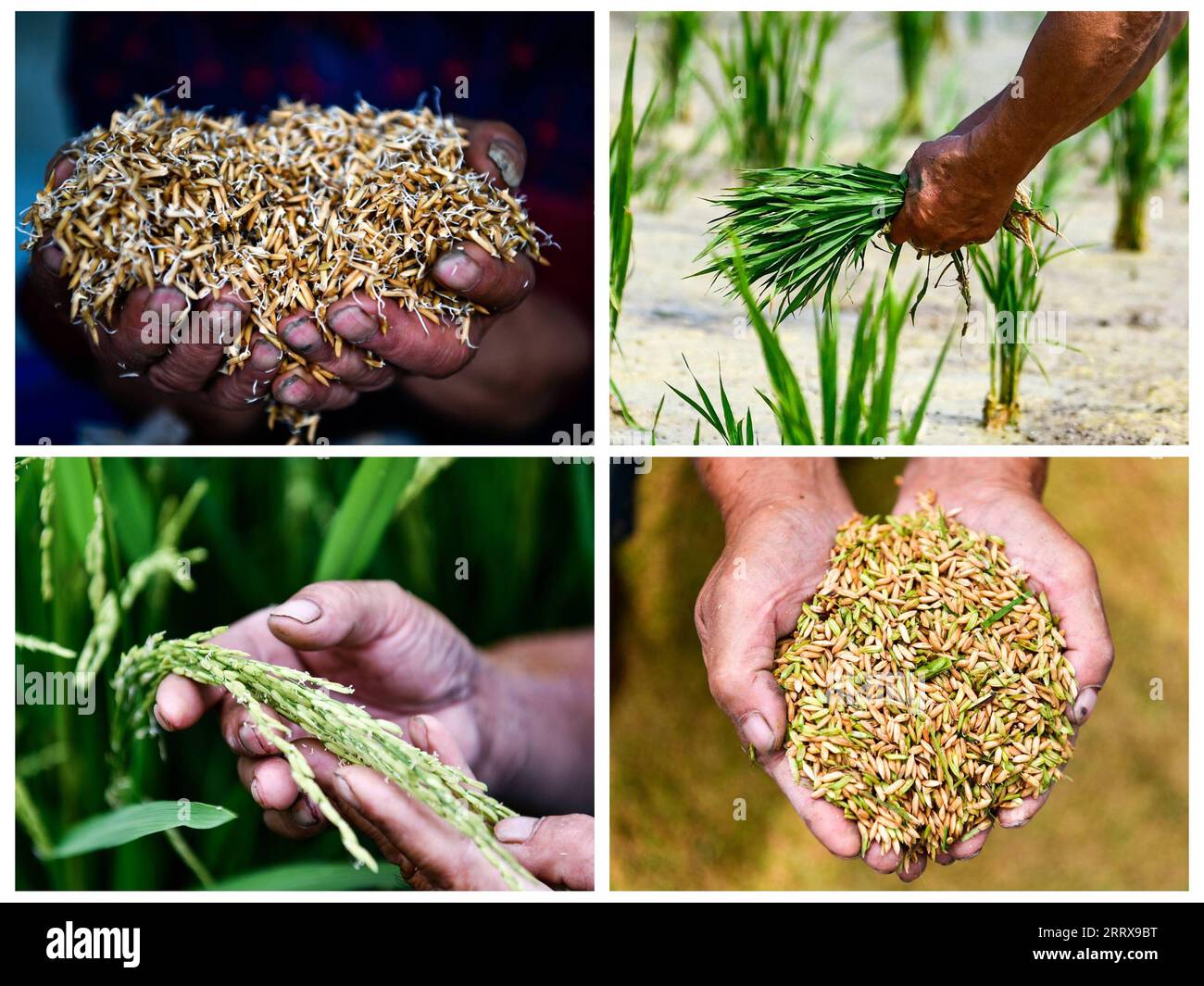230830 -- CENGONG, Aug. 30, 2023 -- This combo photo shows Chen Liangdong showcasing germinated rice seeds on April 6, 2023 upper L, transplanting rice seedlings on May 29, 2023 upper R, inspecting rice pollination on Aug. 1, 2023 lower L and displaying harvested rice seeds on Aug. 26, 2023 in Cengong County of Qiandongnan Miao and Dong Autonomous Prefecture, southwest China s Guizhou Province. As autumn arrives, the rice fields turn golden. Chen Liangdong has invited a professional harvesting team from Henan Province to harvest the hybrid rice seeds on his farm. Looking at the abundant rice s Stock Photo