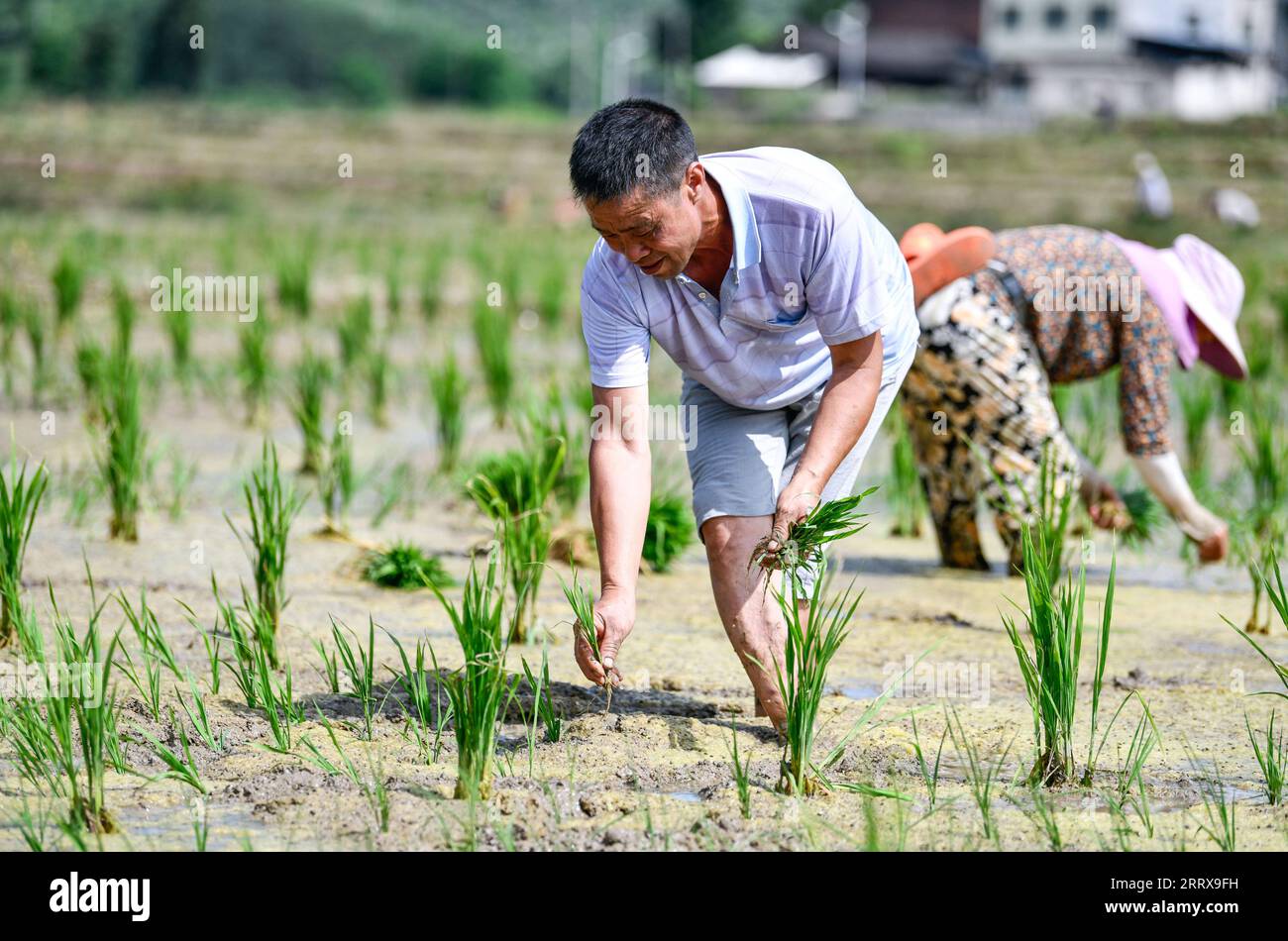 Harvesting rice china history hi-res stock photography and images - Alamy