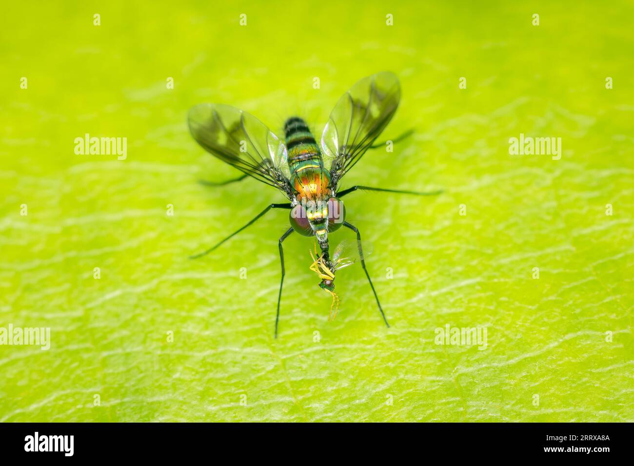 Long-legged fly and its prey on a green leaf with copy space Stock Photo