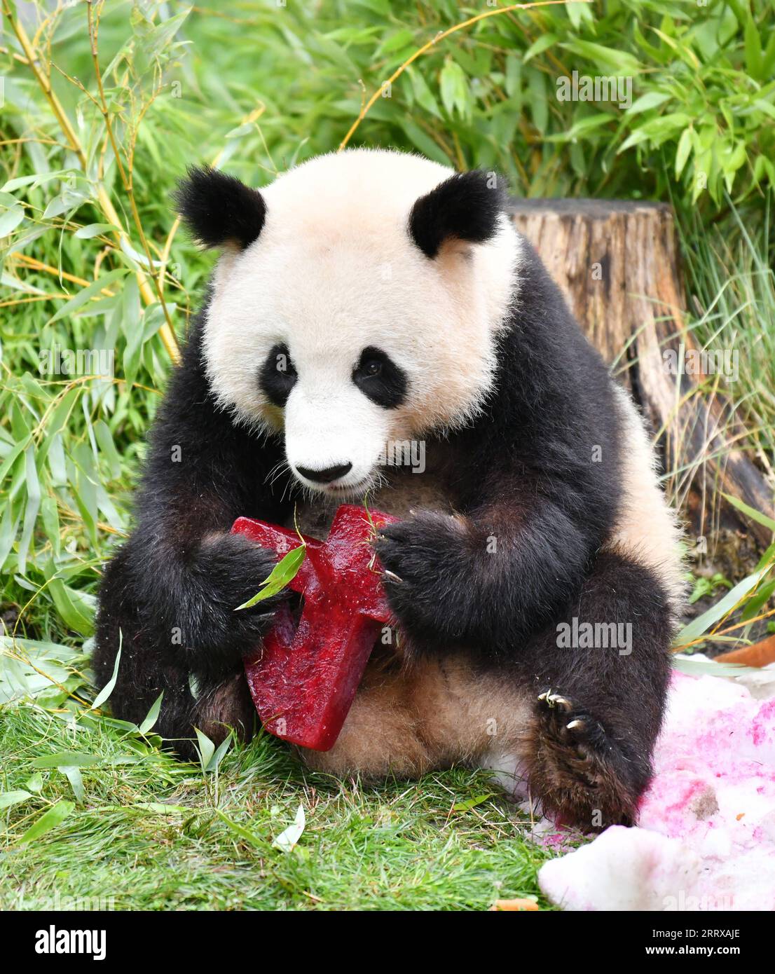 230831-berlin-aug-31-2023-giant-panda-meng-xiang-enjoys-a