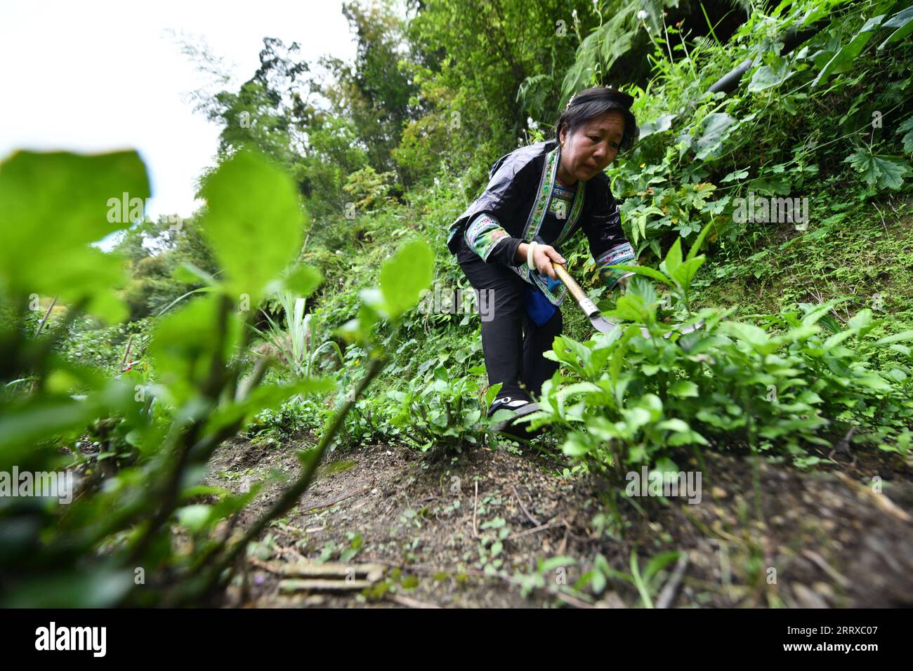 230903 -- RONGSHUI, Sept. 3, 2023 -- Liang Zuying harvests the woad on a mountain in Wuying Village on the border between south China s Guangxi Zhuang Autonomous Region and southwest China s Guizhou Province, on Aug. 29, 2023. Wuying Village is a Miao ethnic group hamlet that nestles snugly in the towering mountains stretching across the border between Guangxi and Guizhou. Liang Bu , named for its glistening appearance, is a kind of traditional hand-made cloth of Miao ethnic group. Women of Miao ethnic group in Wuying plant woad in spring and harvest it in fall. They soak woad in water for day Stock Photo