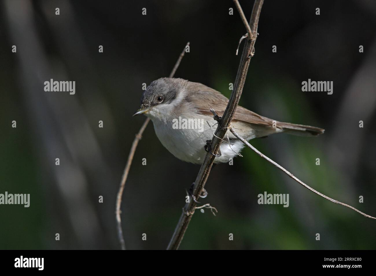 Lesser Whitethroat (Sylvia cureruca) adult perched on dead vegetation by pond  Eccles-on-sea, Norfolk, UK.     April Stock Photo