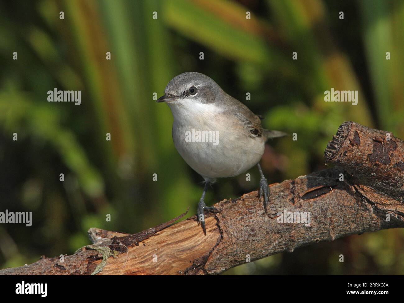 Lesser Whitethroat (Sylvia cureruca) adult perched on dead branch  Eccles-on-sea, Norfolk, UK.     September Stock Photo