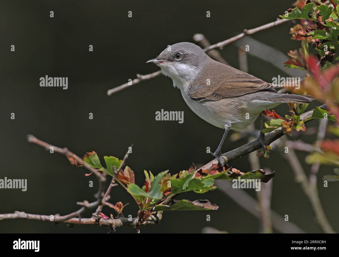Lesser Whitethroat (Sylvia curruca) first autumn perched on Hawthorn bush  Eccles-on-sea, Norfolk, UK.     August Stock Photo
