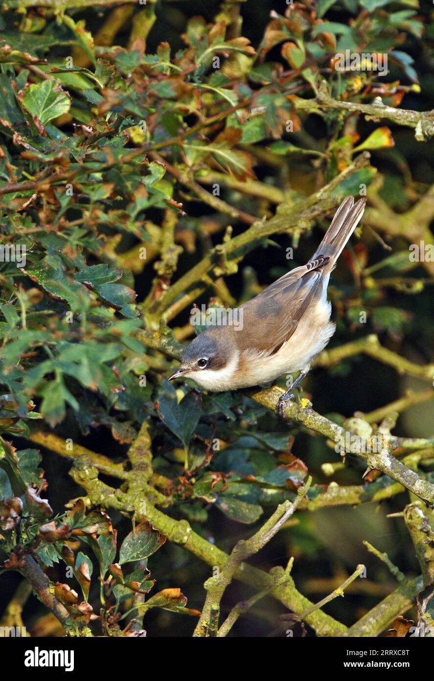 Lesser Whitethroat (Sylvia cureruca) juvenile perched in Hawthorn bush  Eccles-on-sea, Norfolk, UK.     September Stock Photo