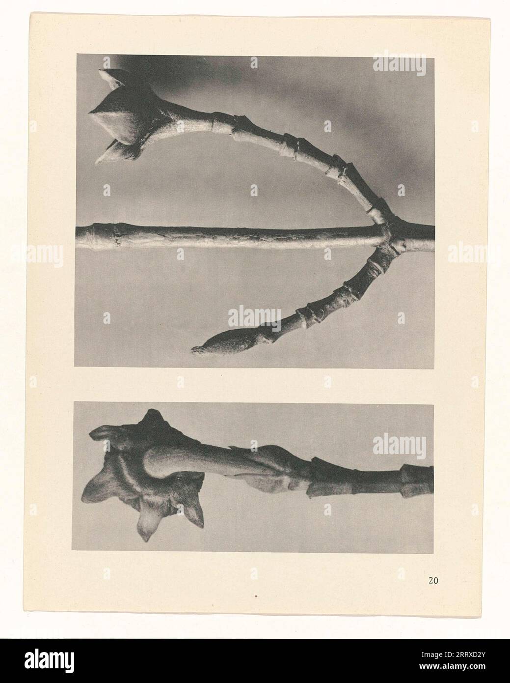 Fine Art Photography, Study of plant, sepia, monochrome, paper ink ...
