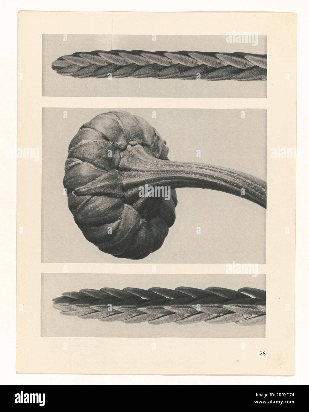 Fine Art Photography, Study of plant, sepia, monochrome, paper ink ...