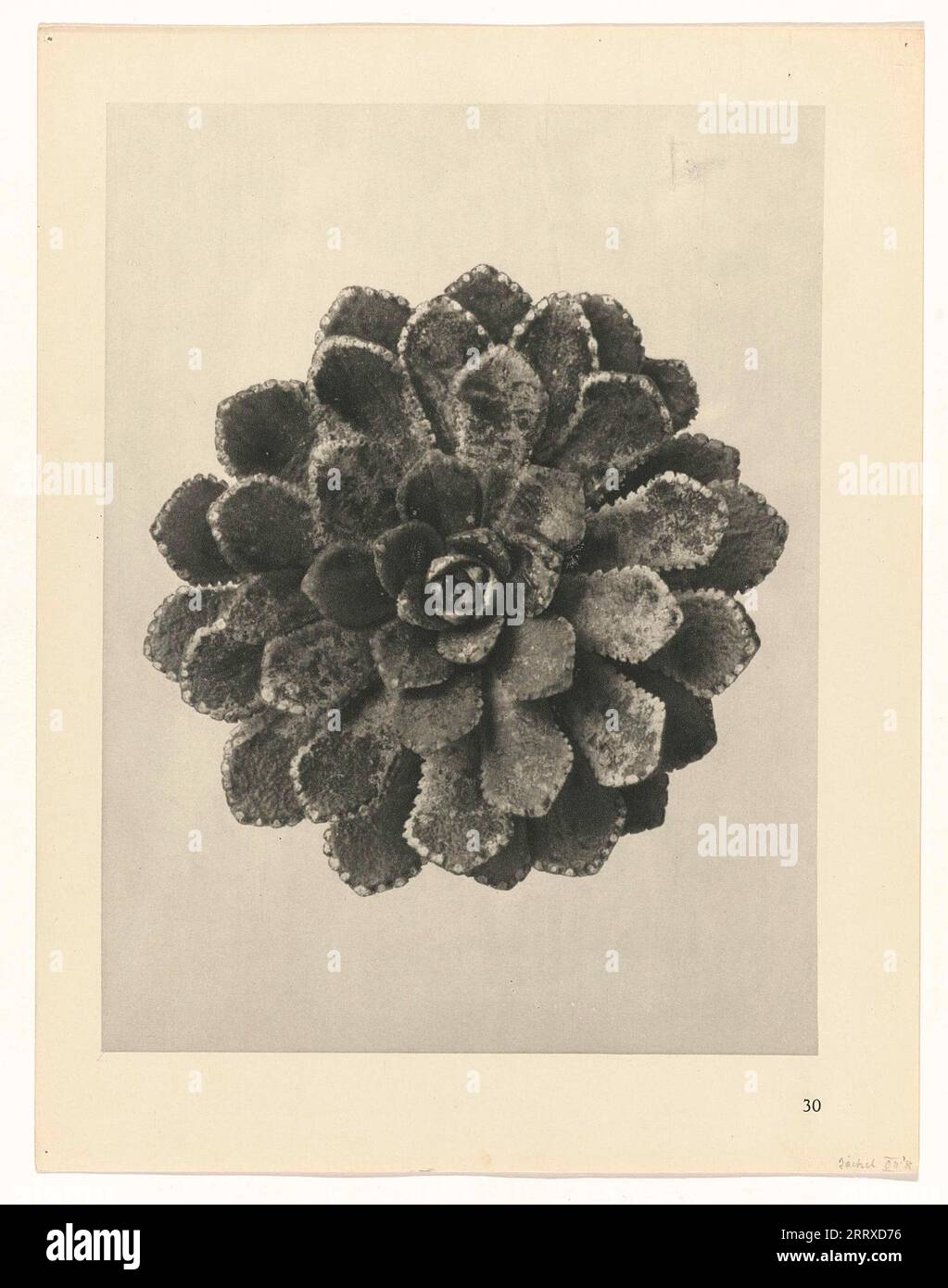 Fine Art Photography, Study of plant, sepia, monochrome, paper ink, Still life, Plant, Saxifraga Aizoon Stock Photo