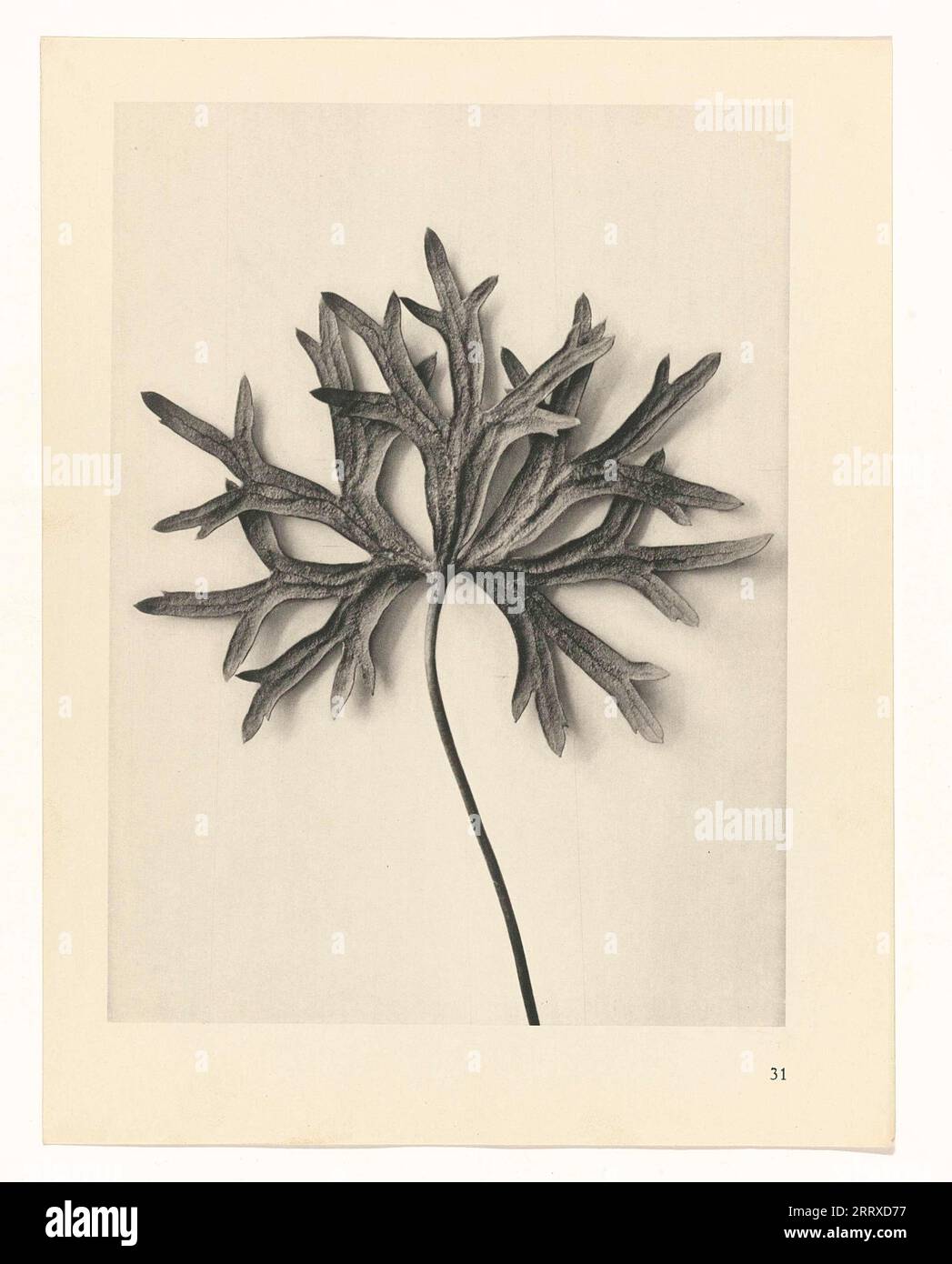 Fine Art Photography, Study of plant, sepia, monochrome, paper ink, Still life, Plant, monkshood, aconitum Stock Photo