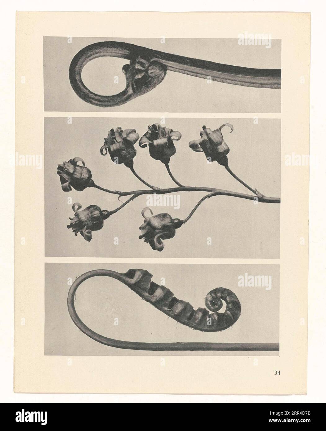 Fine Art Photography, Study of plant, sepia, monochrome, paper ink ...