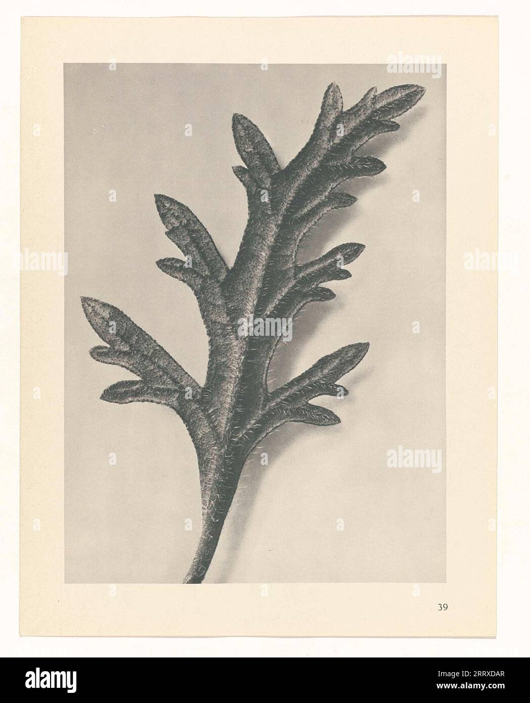 Fine Art Photography, Study of plant, sepia, monochrome, paper ink ...