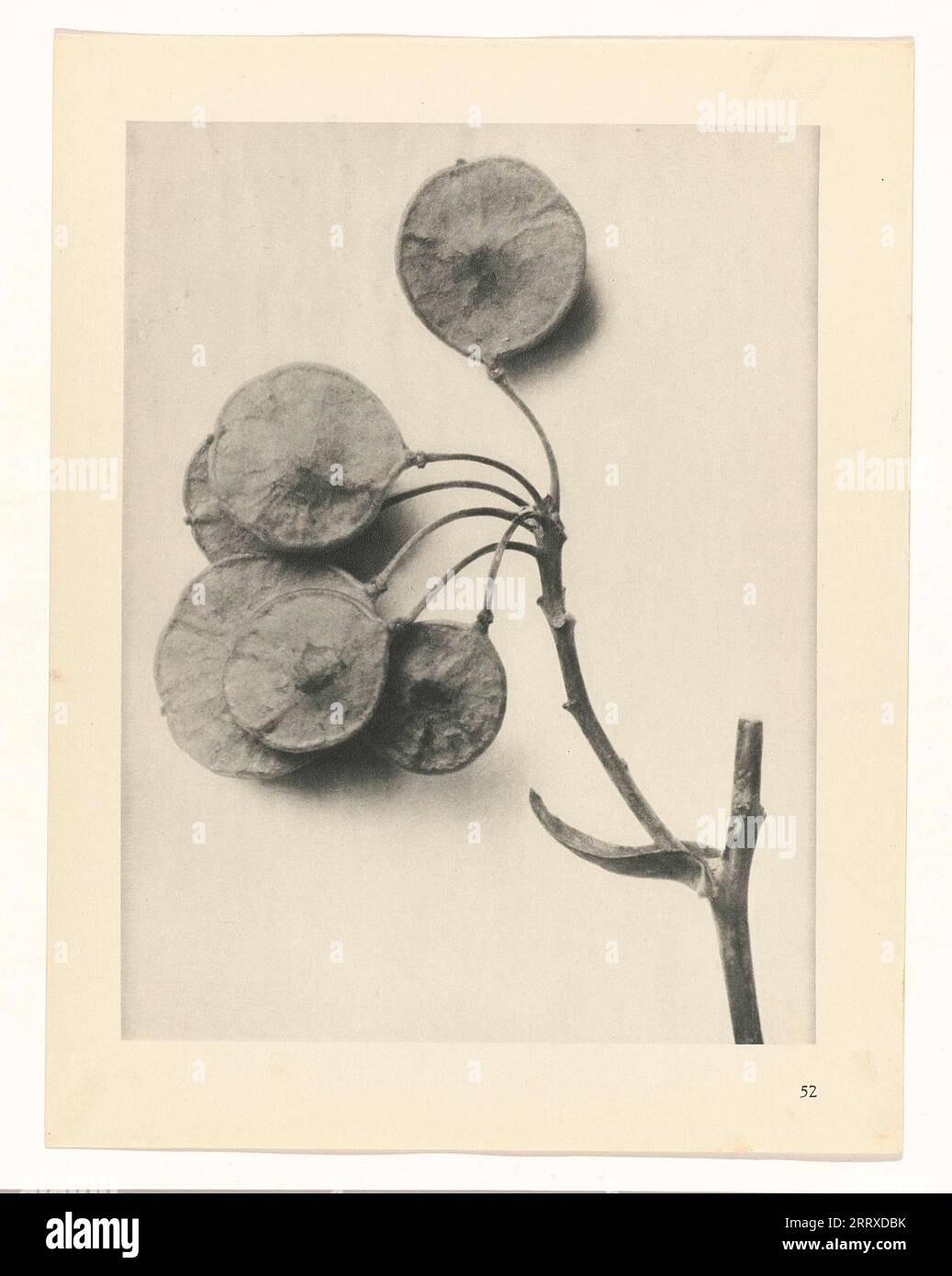Fine Art Photography, Study of plant, sepia, monochrome, paper ink, Still life, Plant, common hoptree Stock Photo