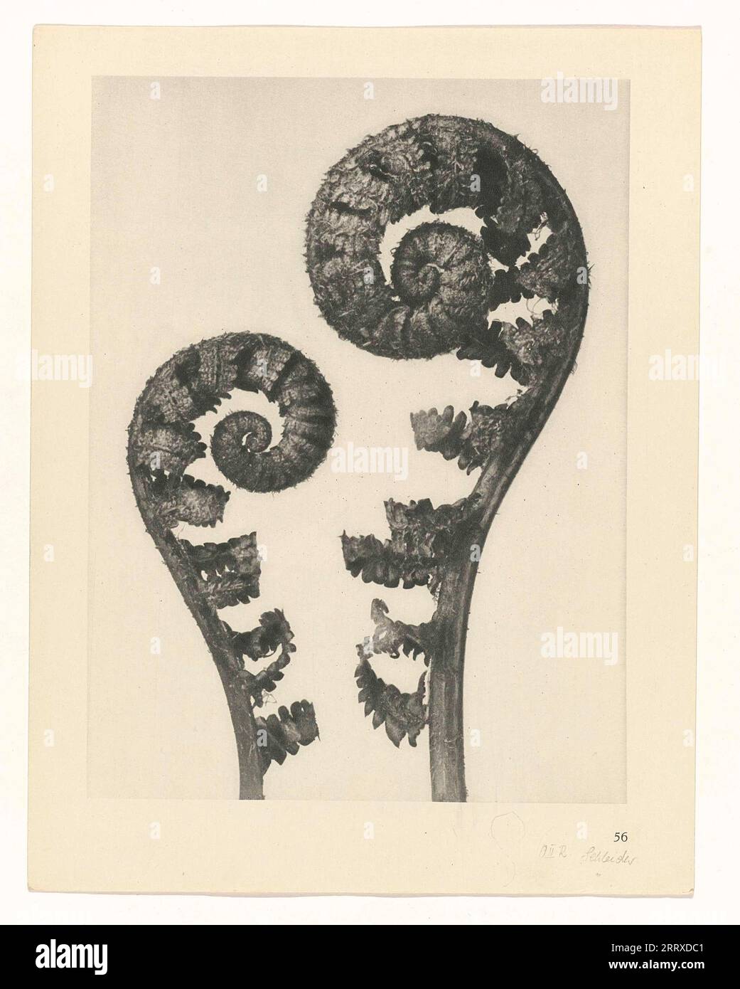 Fine Art Photography, Study of plant, sepia, monochrome, paper ink ...