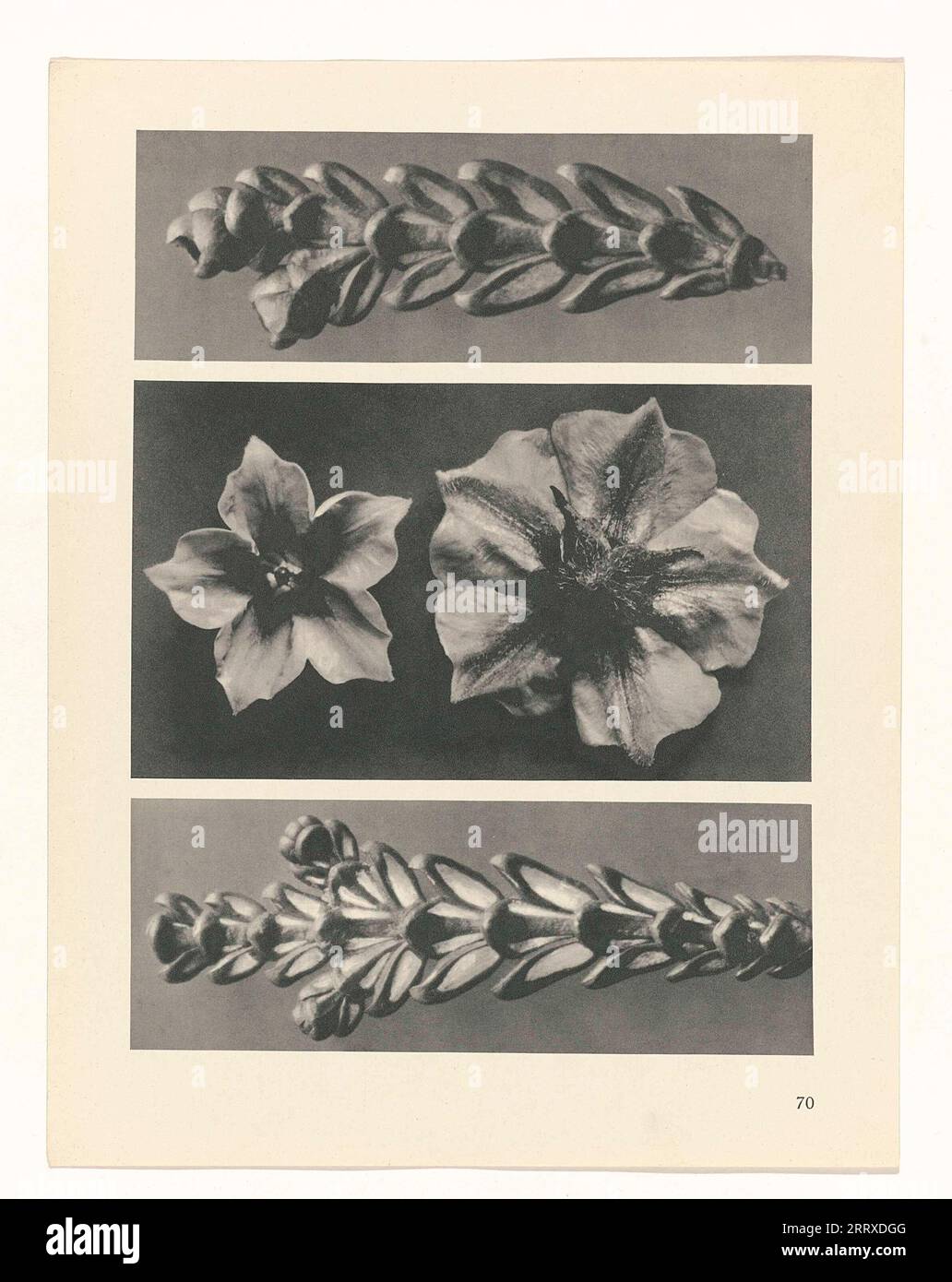 Fine Art Photography, Study of plant, sepia, monochrome, paper ink, Still life, Plant Stock Photo