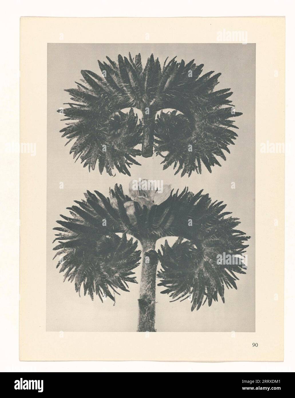 Fine Art Photography, Study of plant, sepia, monochrome, paper ink, Still life, Plant, fan palm Stock Photo