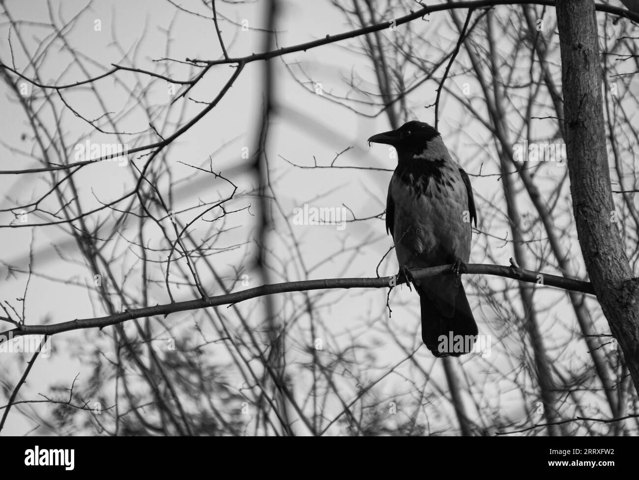 a crow perched on a tree branch Stock Photo