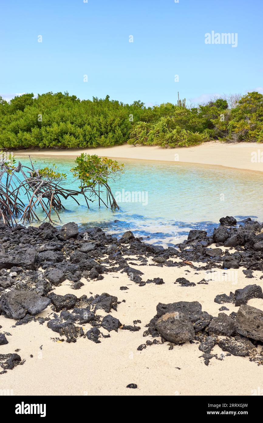 Beach with mangroves on a beautiful uninhabited island, selective focus, Galapagos Islands, Ecuador. Stock Photo
