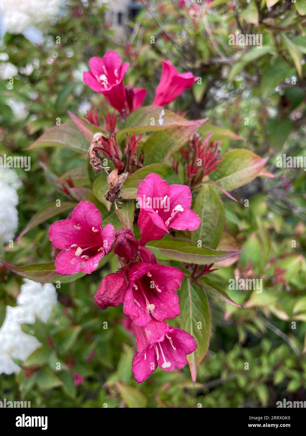 Weigelie Blüte in kaminrot pink im Sommer Stock Photo