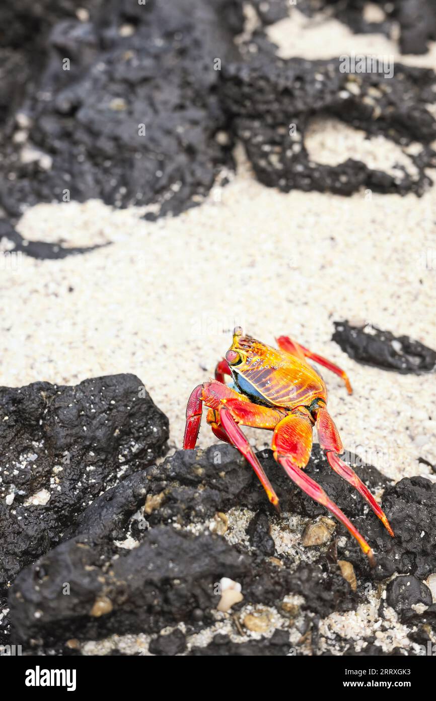 Close up photo of a Sally Lightfoot crab on a volcanic rock, selective focus, Galapagos Islands, Ecuador. Stock Photo