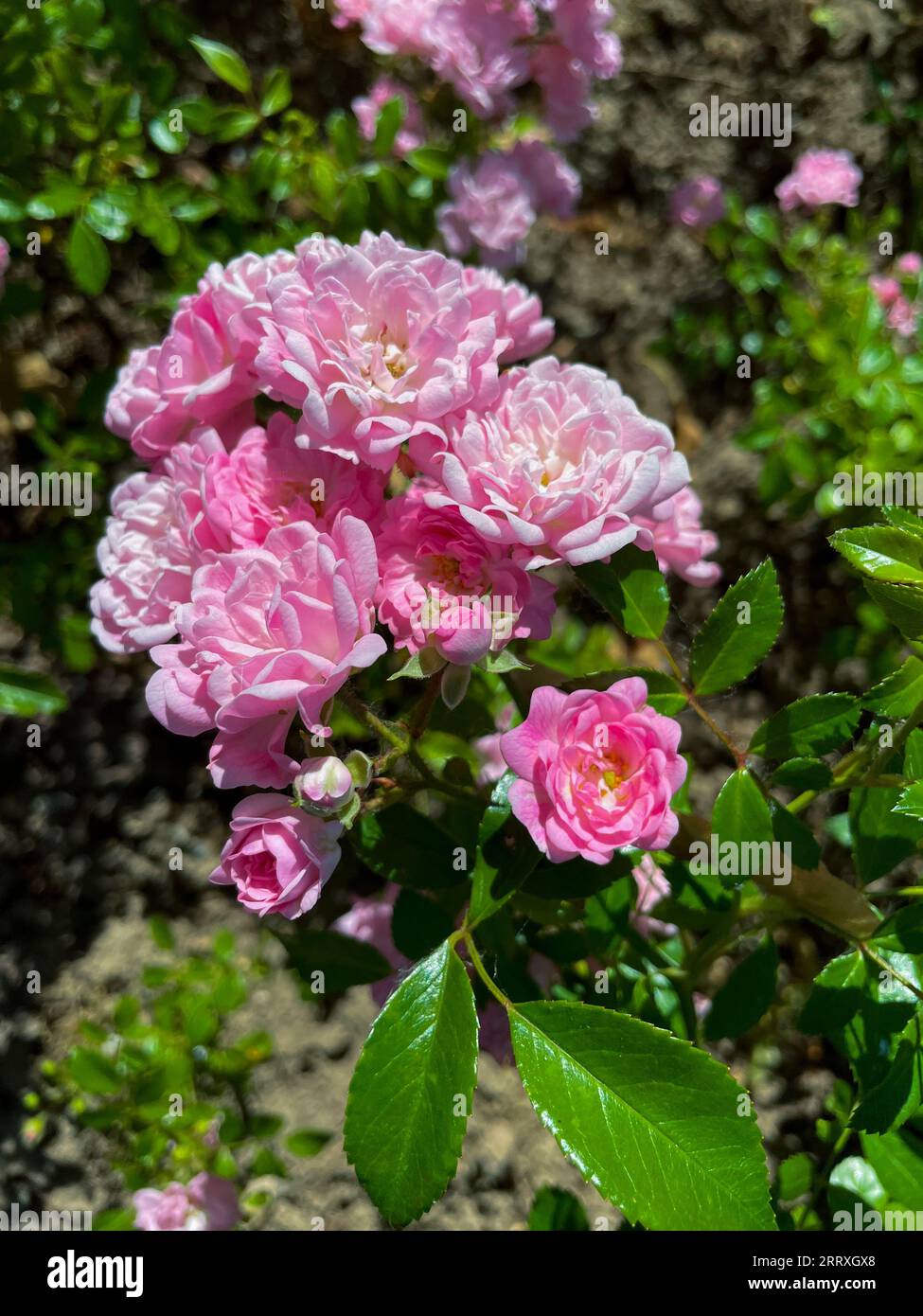 Bodendecker Rose in Rosa Pink Farbtönen Stock Photo