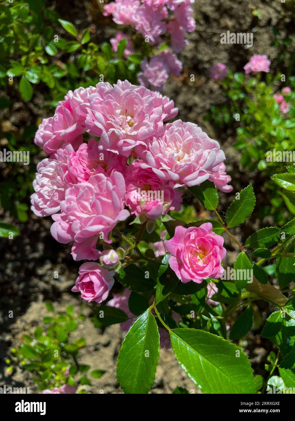 Bodendecker Rose in Rosa Pink Farbtönen Stock Photo