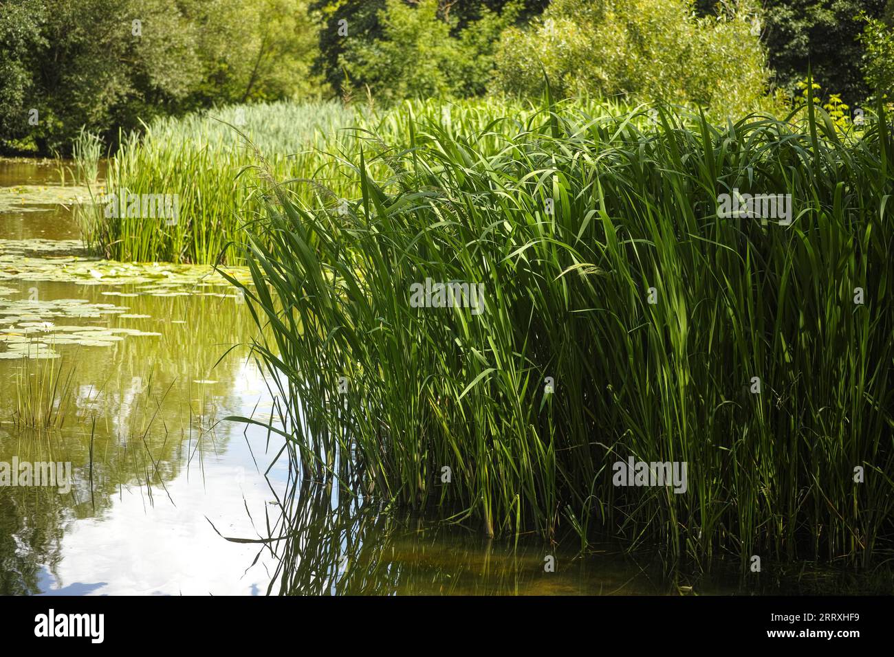 Tall sedge family grasses growing in a river. Summertime Stock Photo