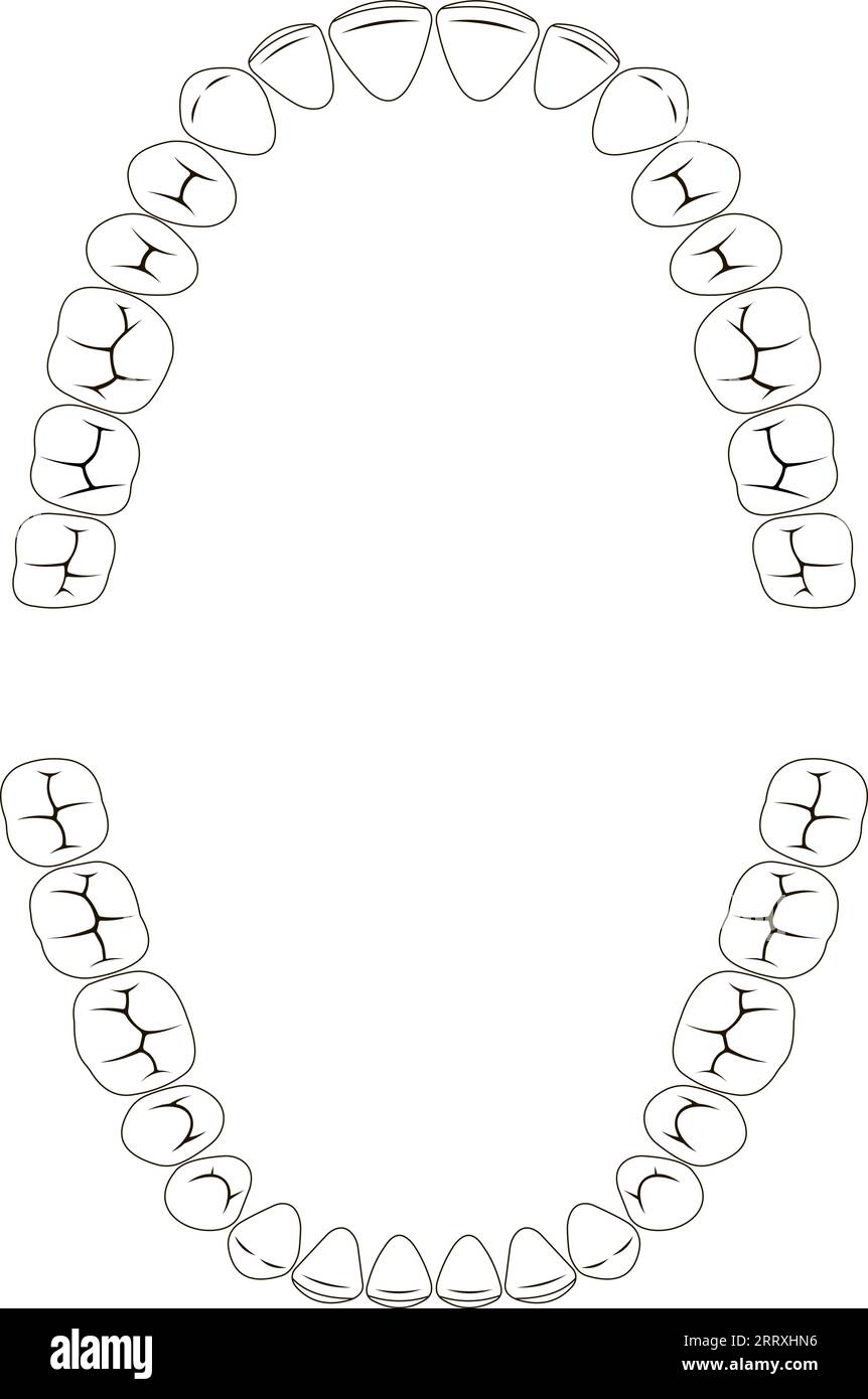Chewing surface human teeth upper lower jaw, tooth dental clinic Stock