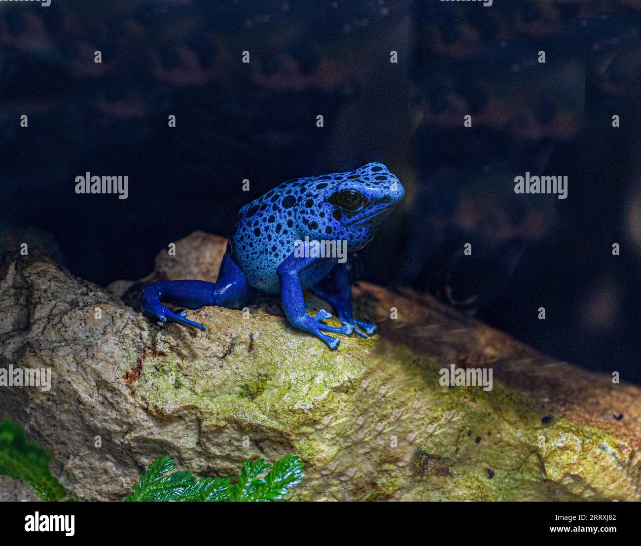 BluePoisonDartFrog (Dendrobatesazureus) resides in Northeastern
