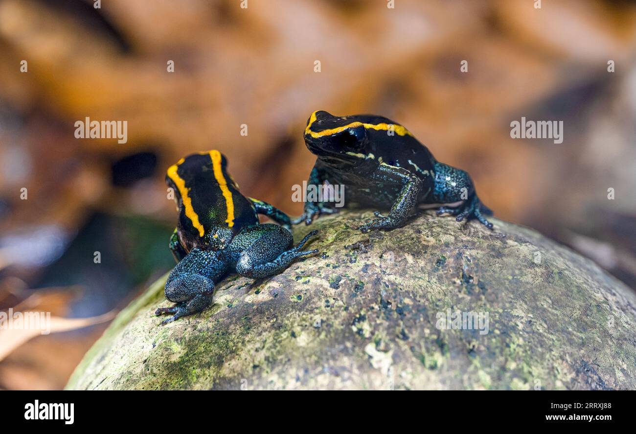 Golfodulcean Poison Frog (Phyllobates vittatus) - captive bred. Endemic ...