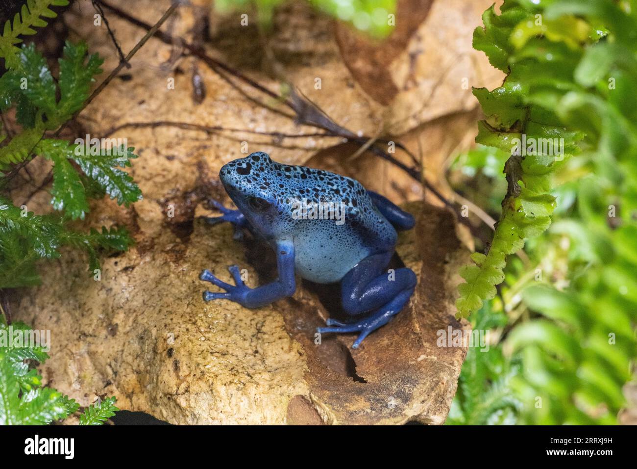 Blue-Poison-Dart-Frog (Dendrobates-azureus) resides in Northeastern-South-America Stock Photo