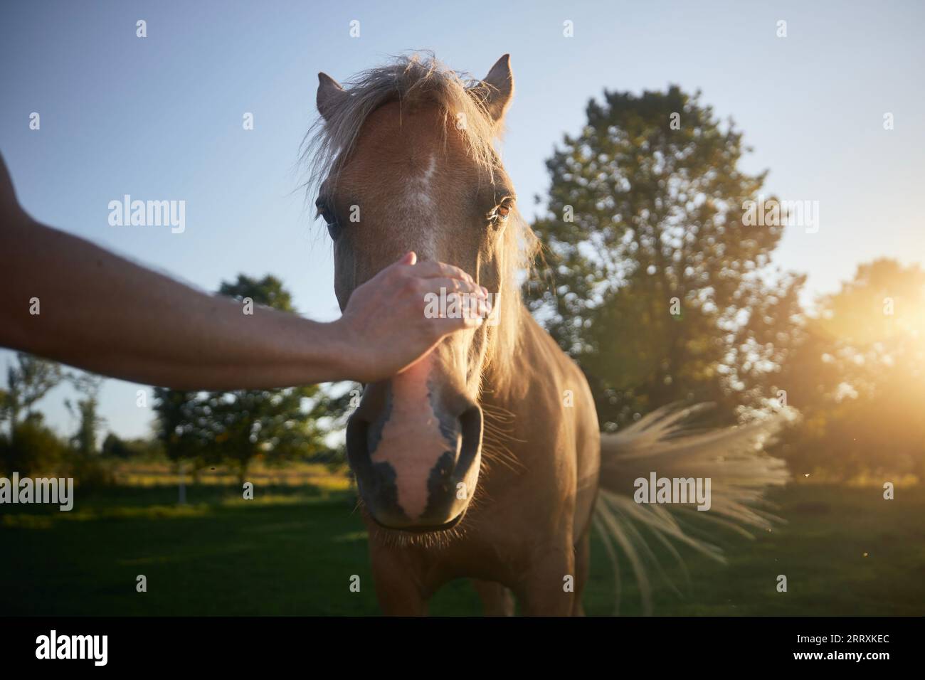 Man is stroking head of theraphy horse at beautiful summer sunset. Themes hippotherapy, care and friendship betweem people and animals. Stock Photo