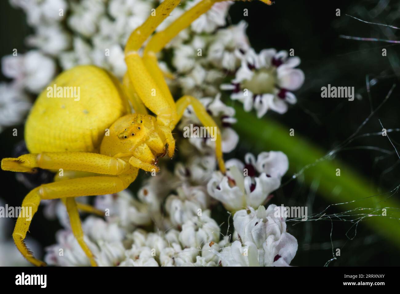 A yellow Flower Crab Spider (Misumena vatia) looking into the camera Stock Photo
