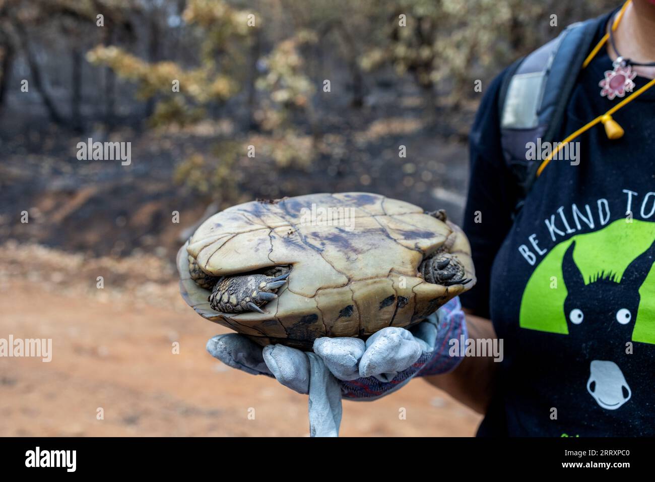 Looking for the surviving wild animals like turtle after the catastrophic wildfires, environmental and ecological disaster Stock Photo
