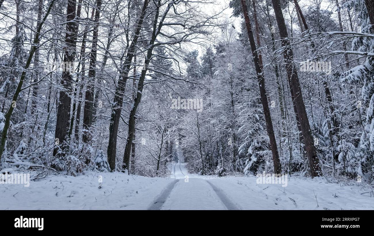 Frozen forest and snowy path in winter. Snowy winter in nature Stock ...