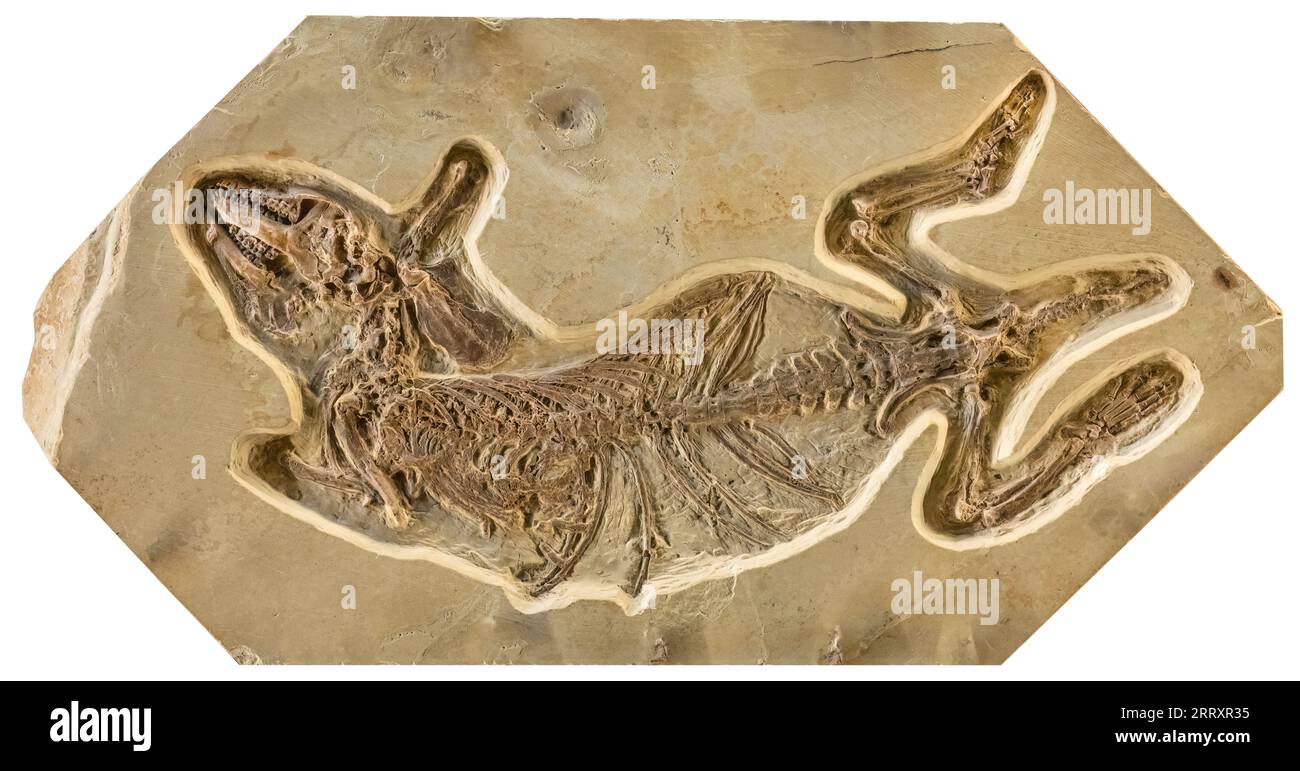 Fossil Hyopsodus wortmani, Extinct family Hyopsodontidae mammal, similar to a Prairie Dog, 52MYO,  Early Eocene, Fossil Butte National Monument, Wyomi Stock Photo